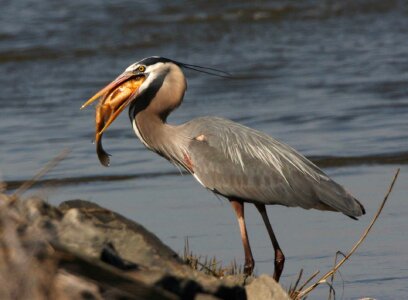 Meal mouth bill