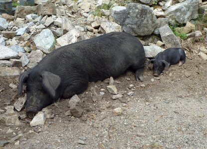Animals wild corsica