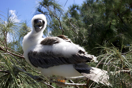 Juvenile Red-footed Booby on Laysan Island photo