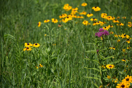 Prairie habitat-3