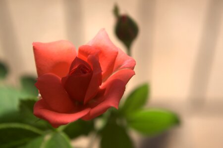 Beautiful Flowers bloom blooming