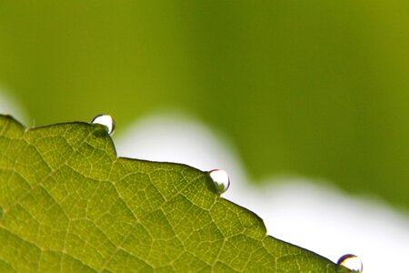 Rain drop drops plant leaves water photo