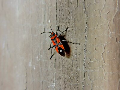 Arthropod beetle insect photo