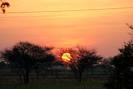 Sunset Trees