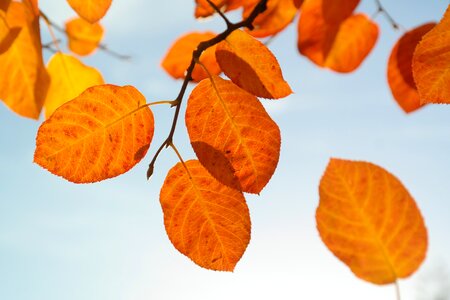 Red blood red fall foliage