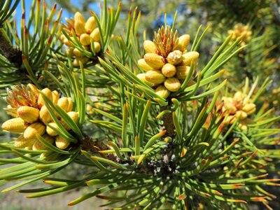 Pine cones branch growth photo