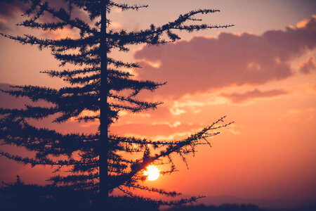Silhouette of Larch Tree at Sunset photo