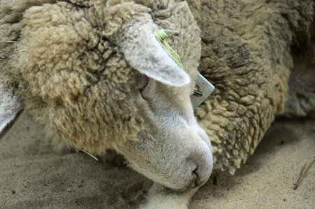 11 Sheep