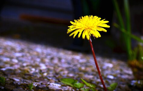 Bloom blossom dandelion photo