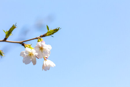 59 Cherry tree