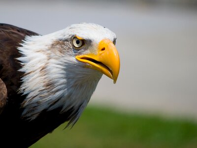 Peak bird head