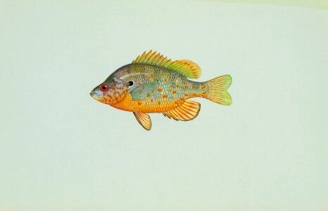 Orange spotted sunfish