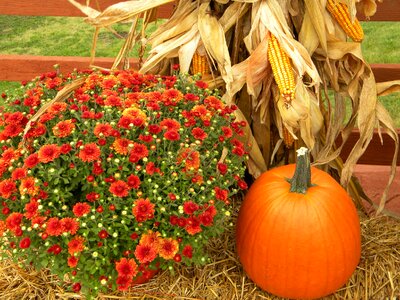 Orange cornstalk autumn