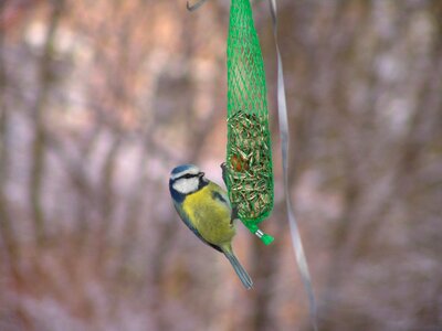 Bird seed bird animals photo