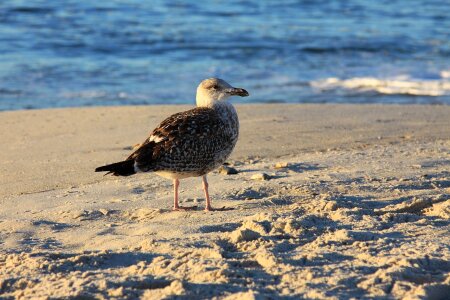 Bird beach sand