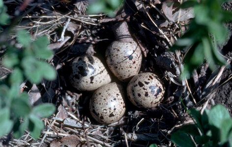 Least sandpiper nest with eggs photo