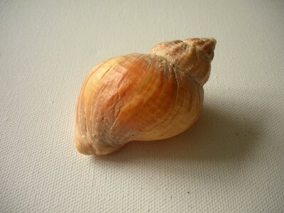 Macro whelk snail shell photo