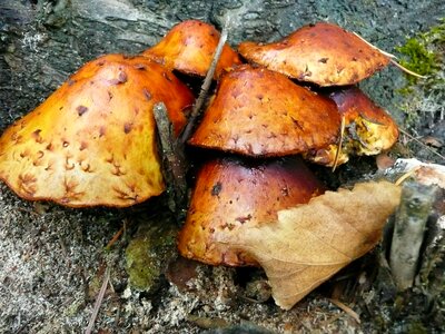 Stump nature fall