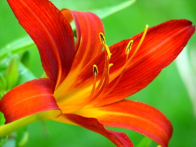 Red yellow green