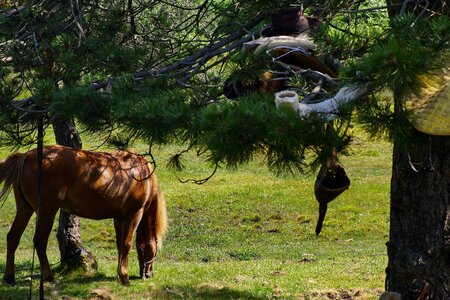Animal animals beautiful photo