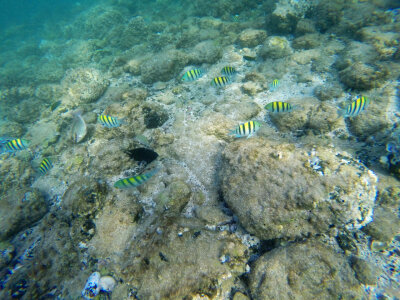 5 Snorkelling in fujairah snoopy island photo