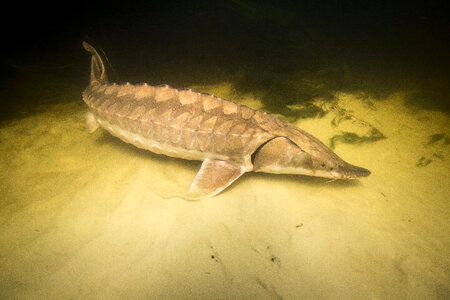 Gulf sturgeon-2