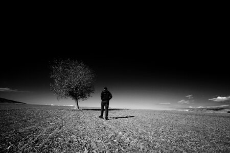Tree black and white black landscape
