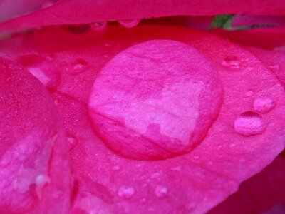 Dew pink 