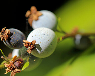 Stink currant 