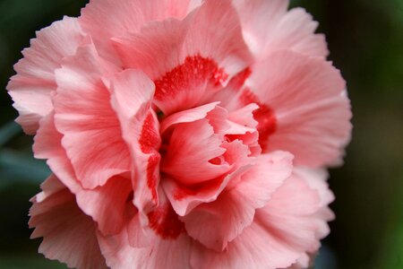 Spring summer macro