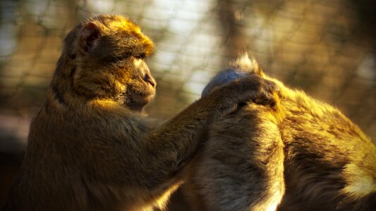 Animal mammal monkey baby photo