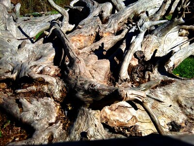 Dead tree decay dry wood photo