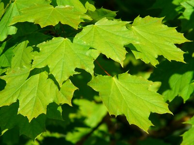 Tree green shining photo