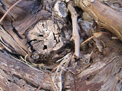 Branch climate dry