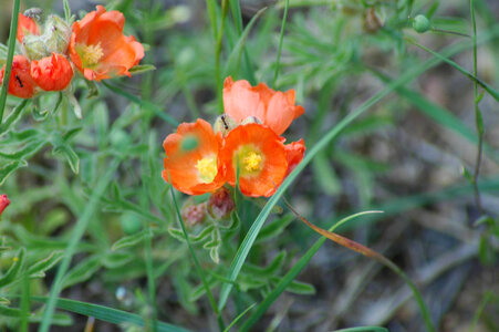 Desert Globemallow-3