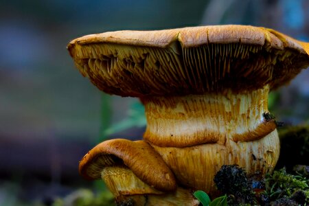Food fungus herb