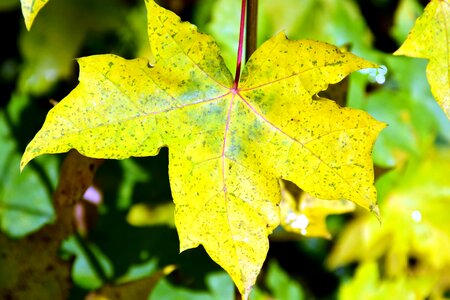 Autumn autumn season flora
