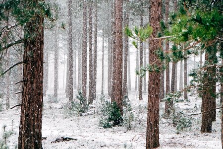Forest in winters photo