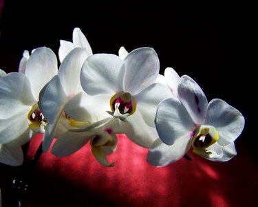 White orchid white flower room plant