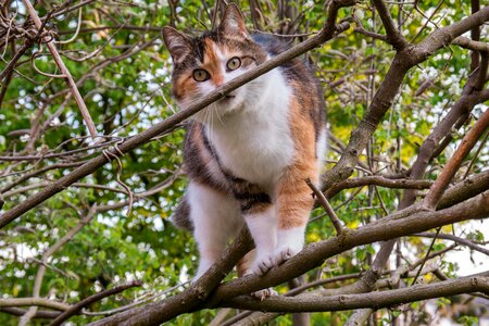 Lucky cat domestic cat tree