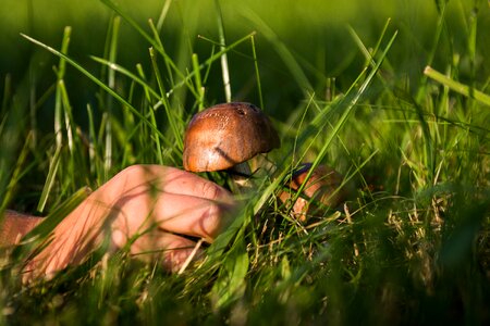 Collect autumn poisoning