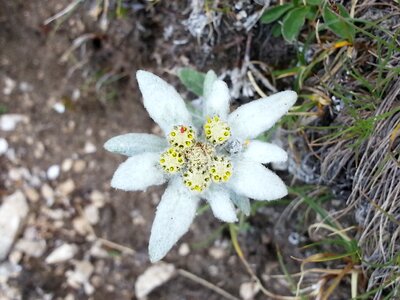 Flower gnafalio dolomites