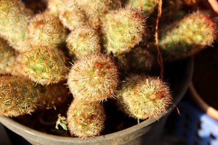 Pot Of Cactus Plant