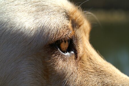 Eye close up labrador