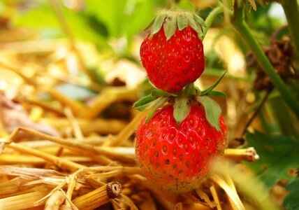 Sweet fruit food