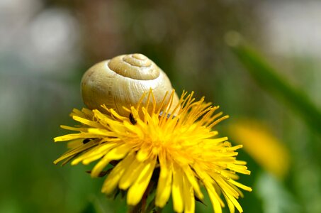 Meadow nature flowers