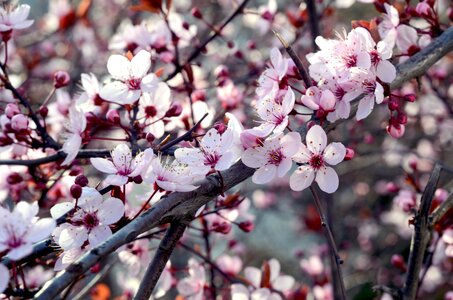 Spring blossom white photo