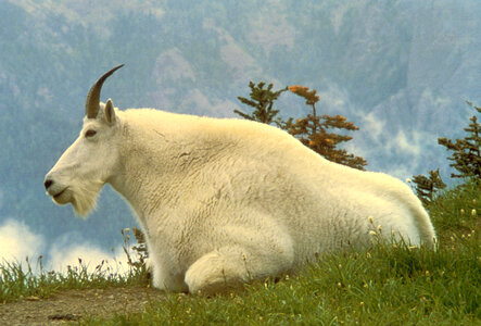 Mountain goat photo