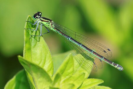 Animal arthropod beautiful photo
