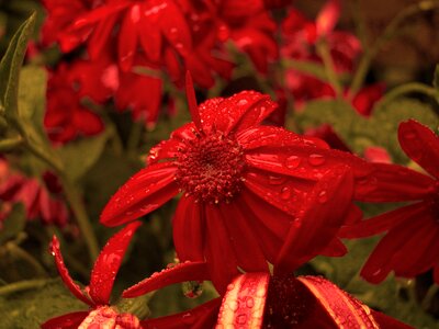 Red drip nature